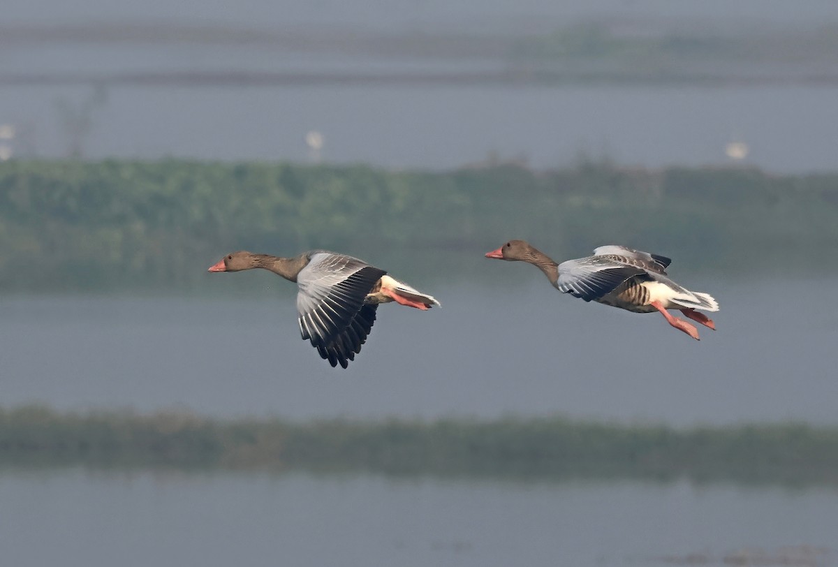 Graylag Goose - ML645441998