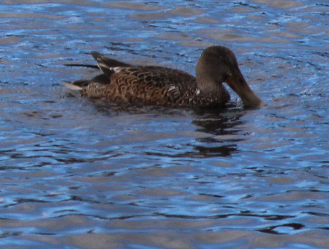 Northern Shoveler - ML645442004