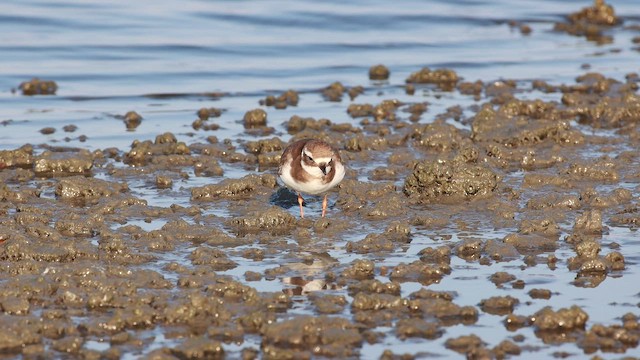 Common Ringed Plover - ML645442006