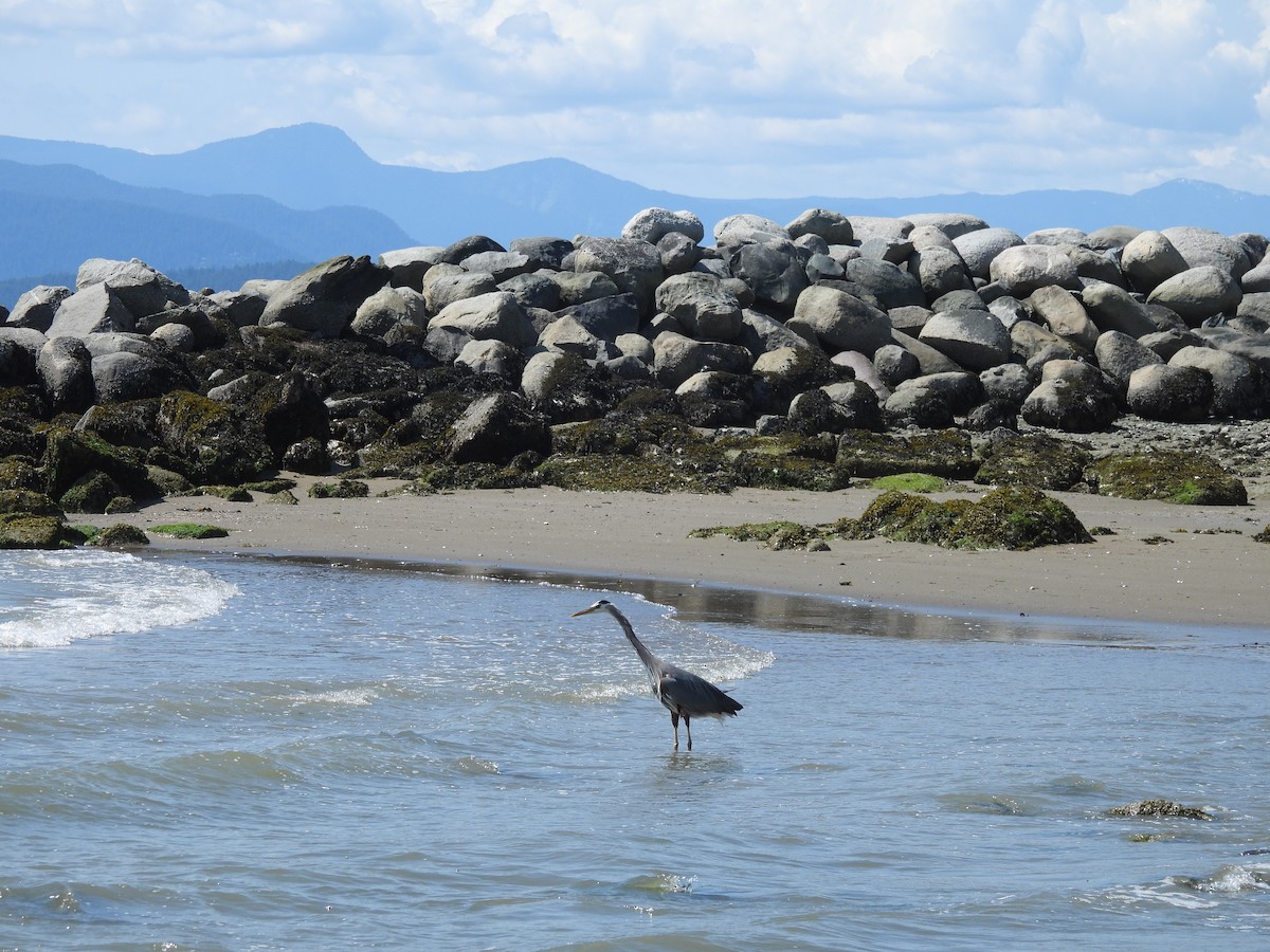 Great Blue Heron - ML645442011