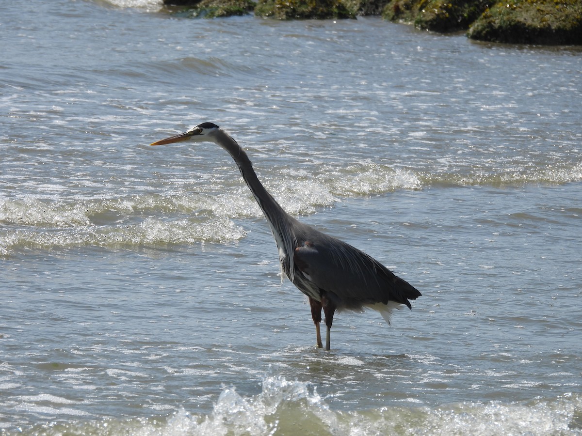 Great Blue Heron - ML645442013