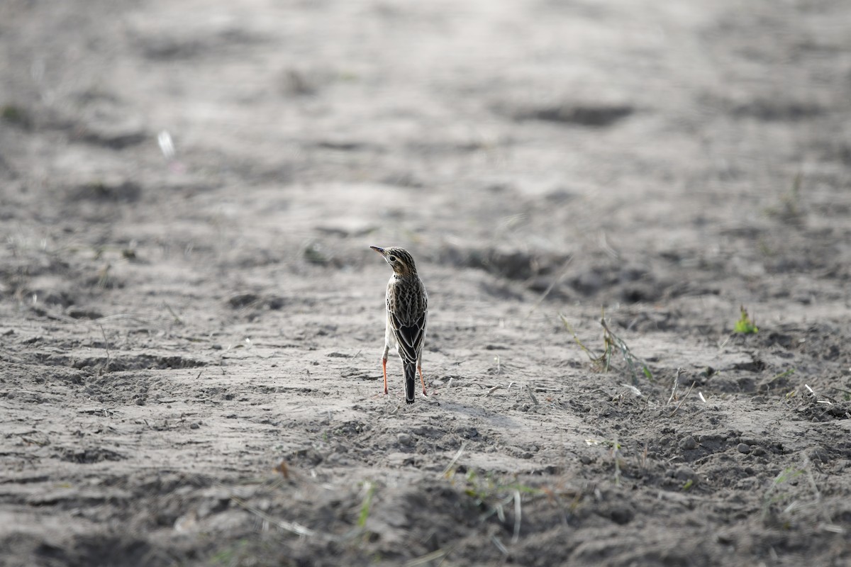Richard's Pipit - ML645442014