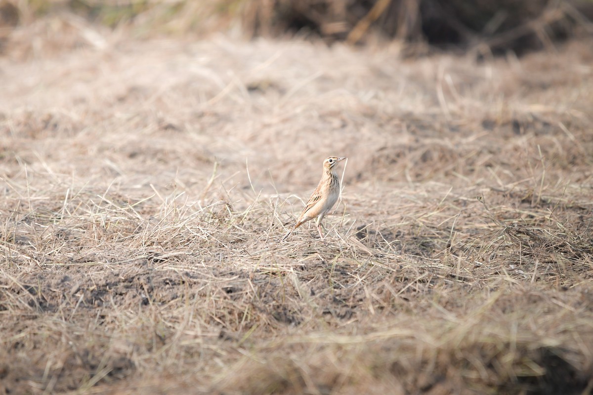 Richard's Pipit - ML645442015