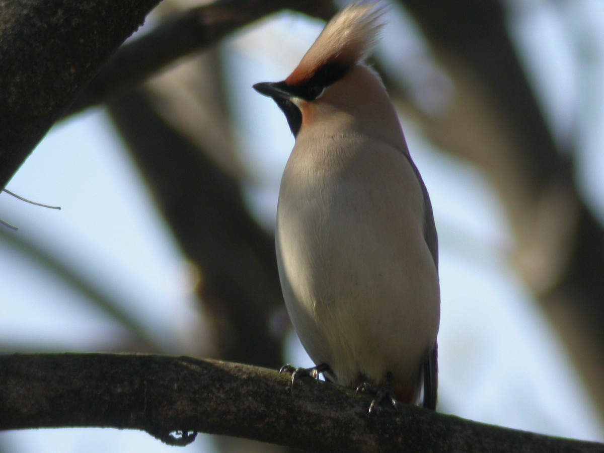 キレンジャク - ML645442016