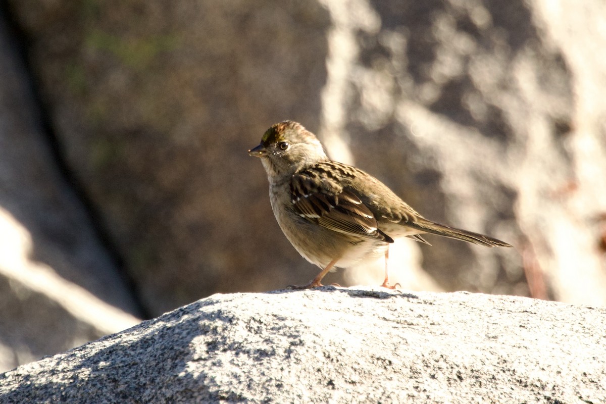 Golden-crowned Sparrow - ML645442028
