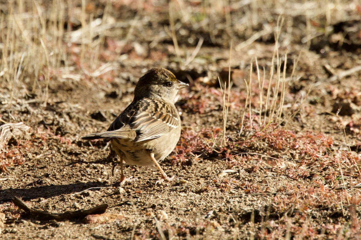 Golden-crowned Sparrow - ML645442029