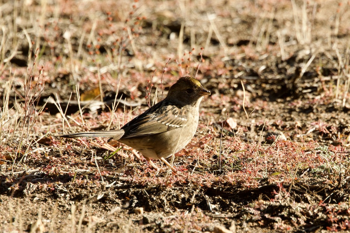 Golden-crowned Sparrow - ML645442030