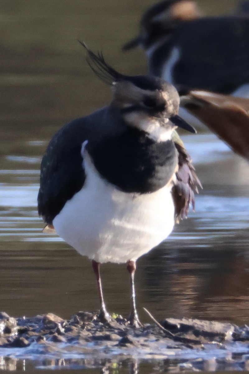 Northern Lapwing - ML645442035