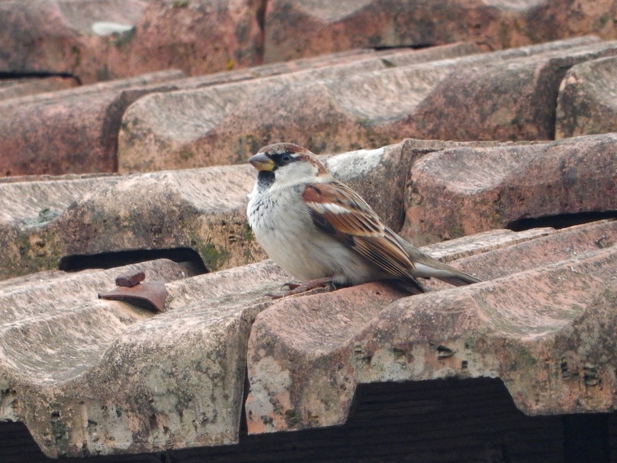 Italian Sparrow - ML645442039