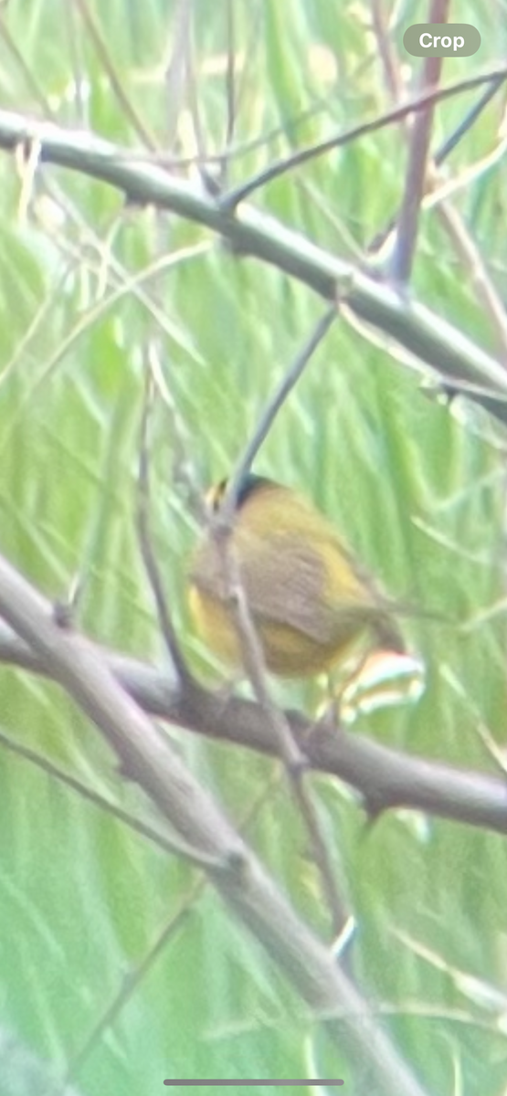 Paruline à capuchon - ML645442042