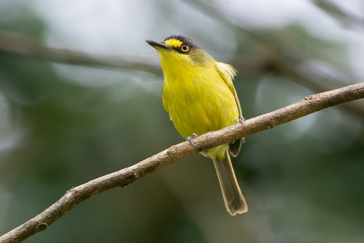 Gray-headed Tody-Flycatcher - ML645442073