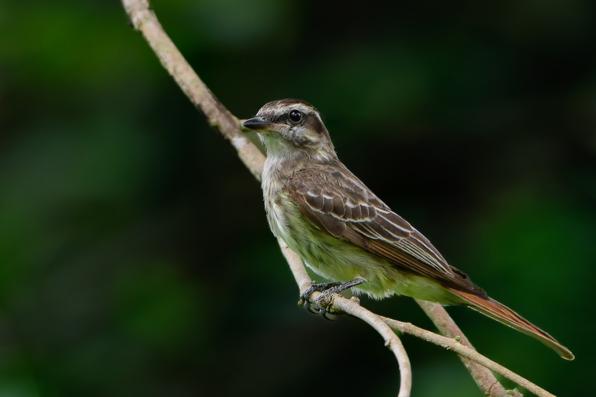 Piratic Flycatcher - ML645442090