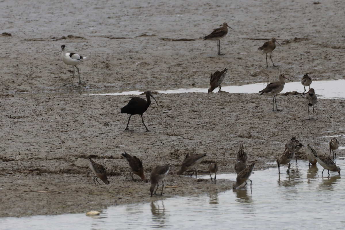 Коровайка бура - ML645442103