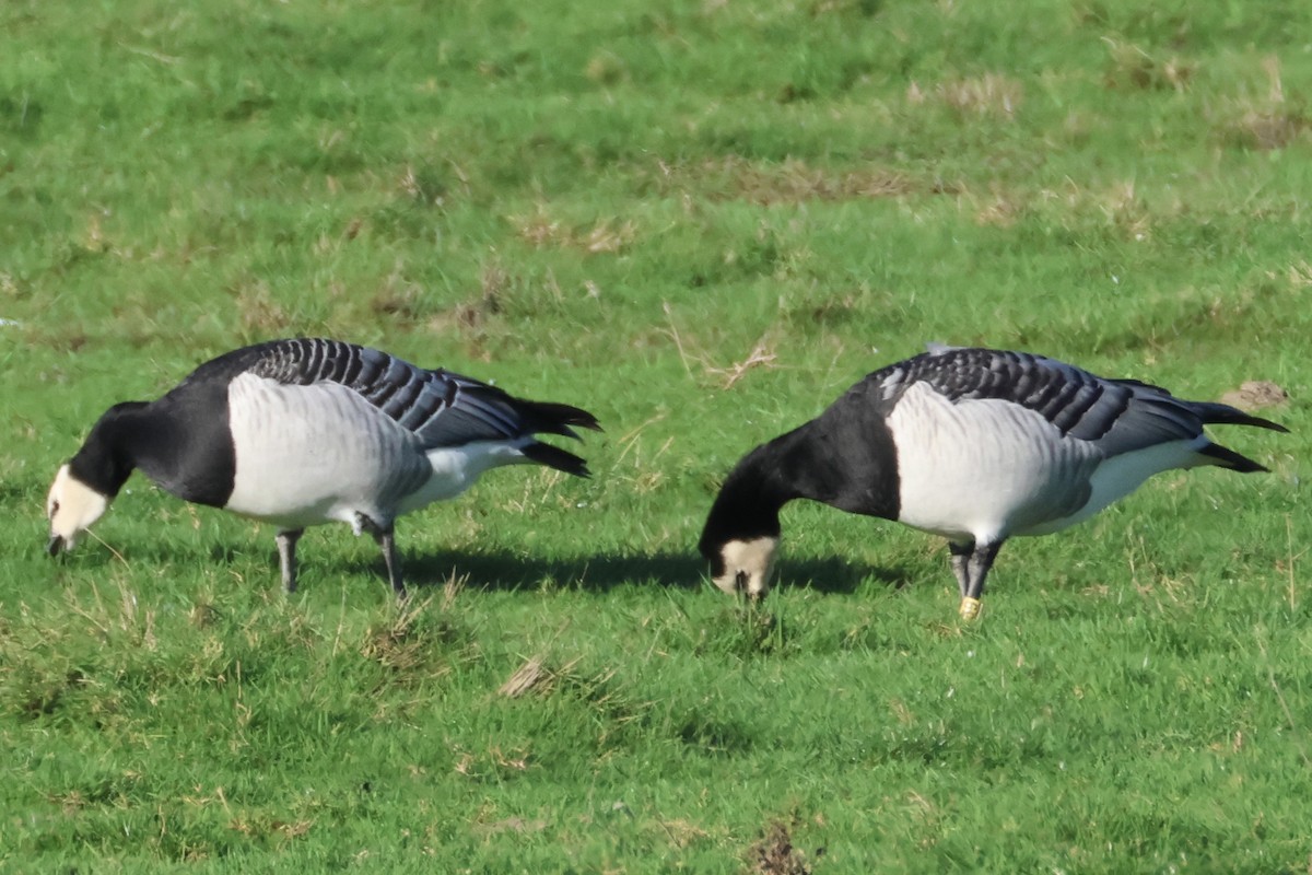 Barnacle Goose - ML645442108