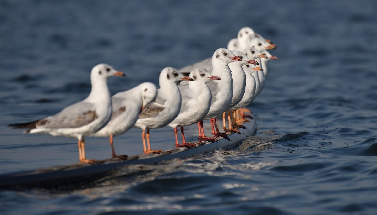 Gaviota Centroasiática - ML645442116