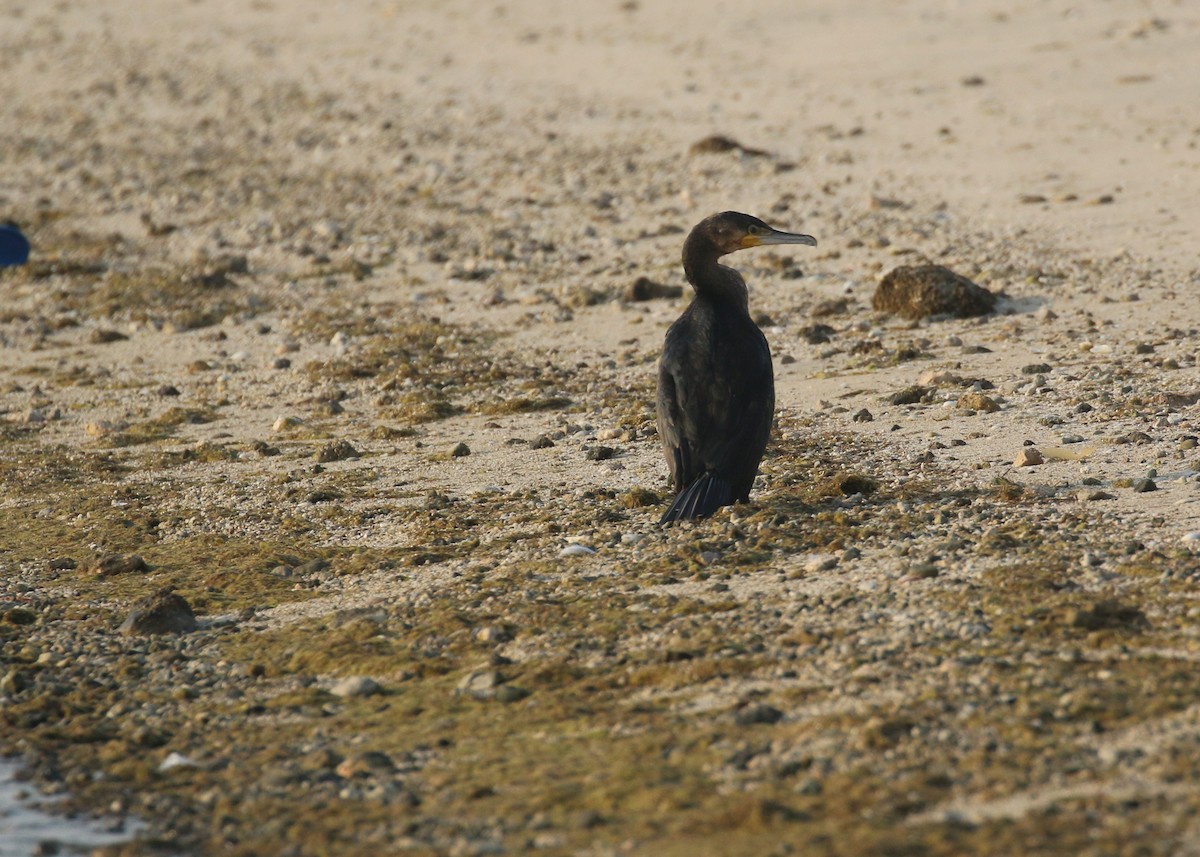 Kormoran - ML645442127