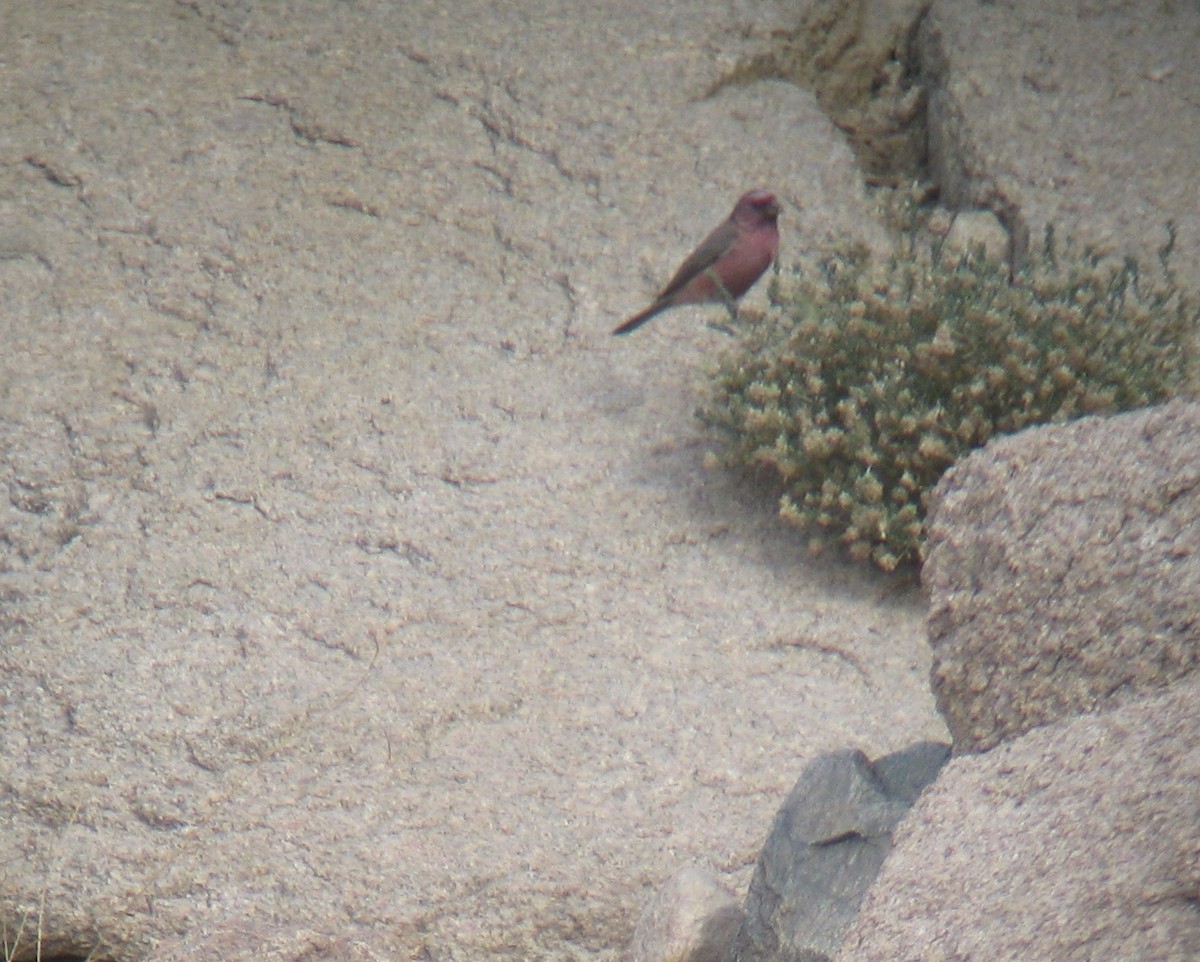 Sinai Rosefinch - ML645442128