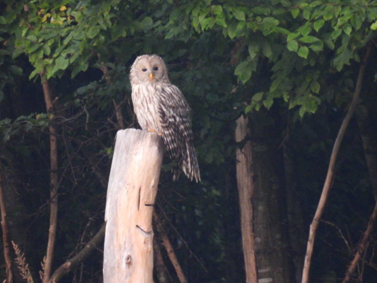 Сова довгохвоста - ML645442129