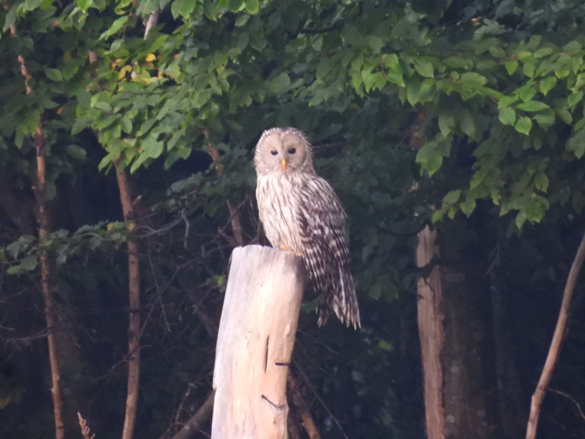 Ural Owl - ML645442131