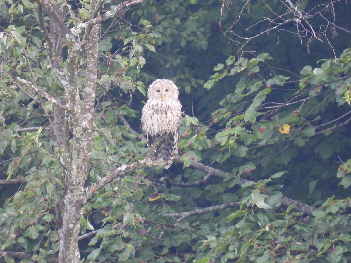 Сова довгохвоста - ML645442132