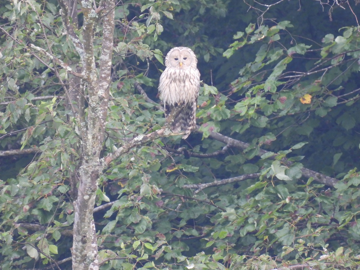 Сова довгохвоста - ML645442133