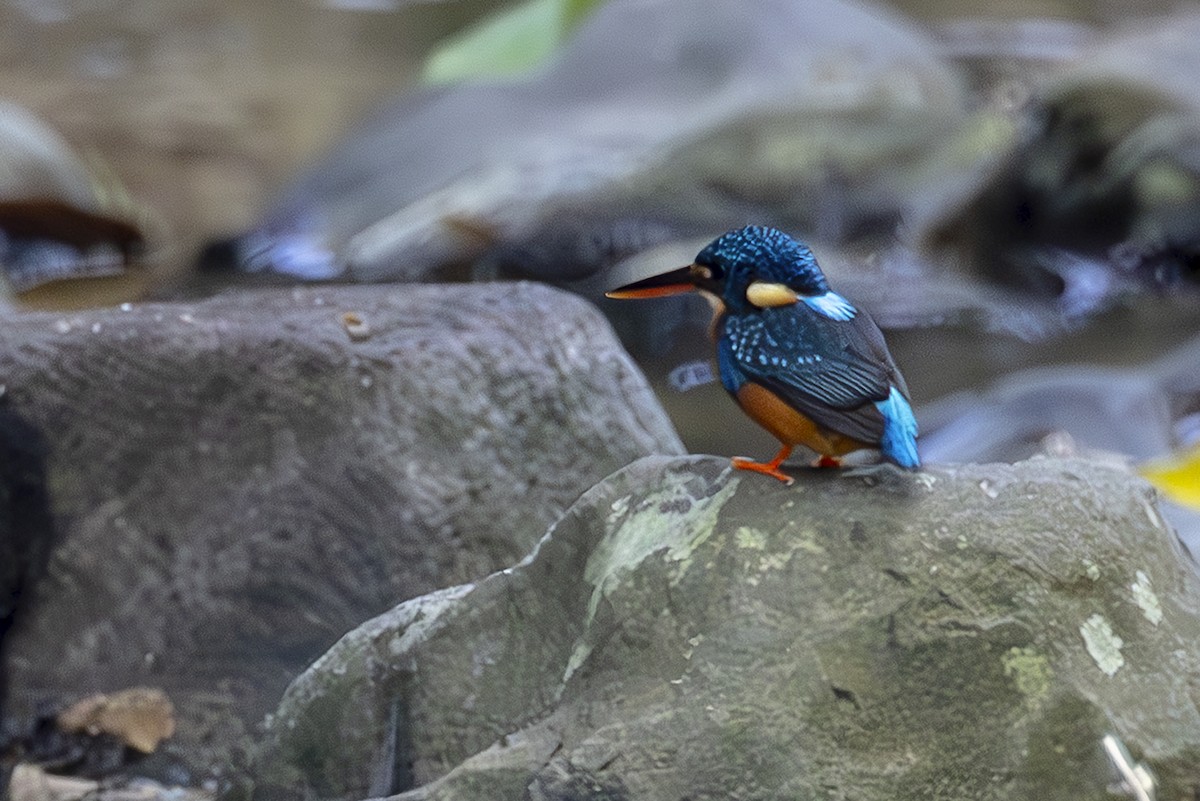 Рибалочка синьобокий - ML645442135