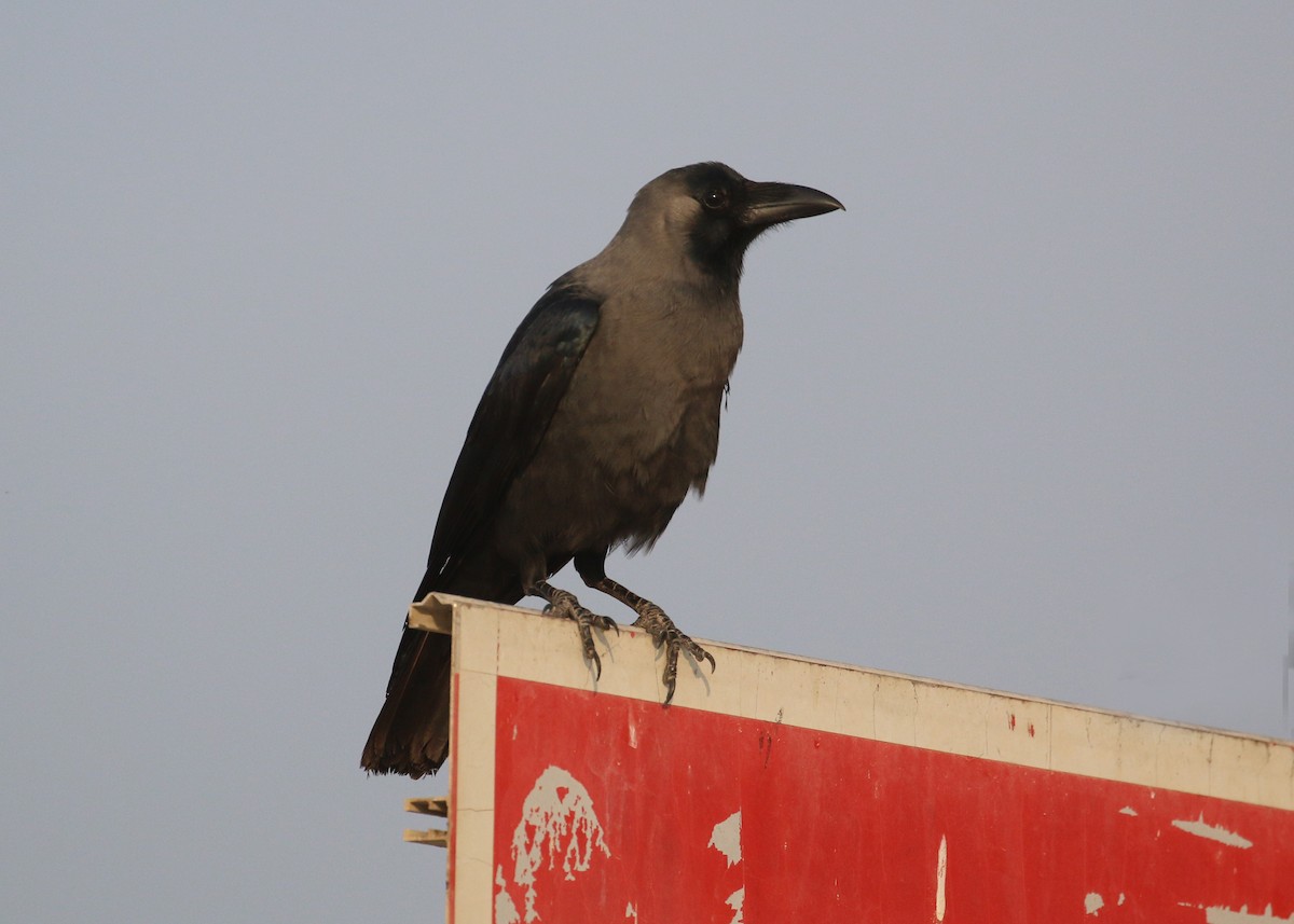 Ворона індійська - ML645442136