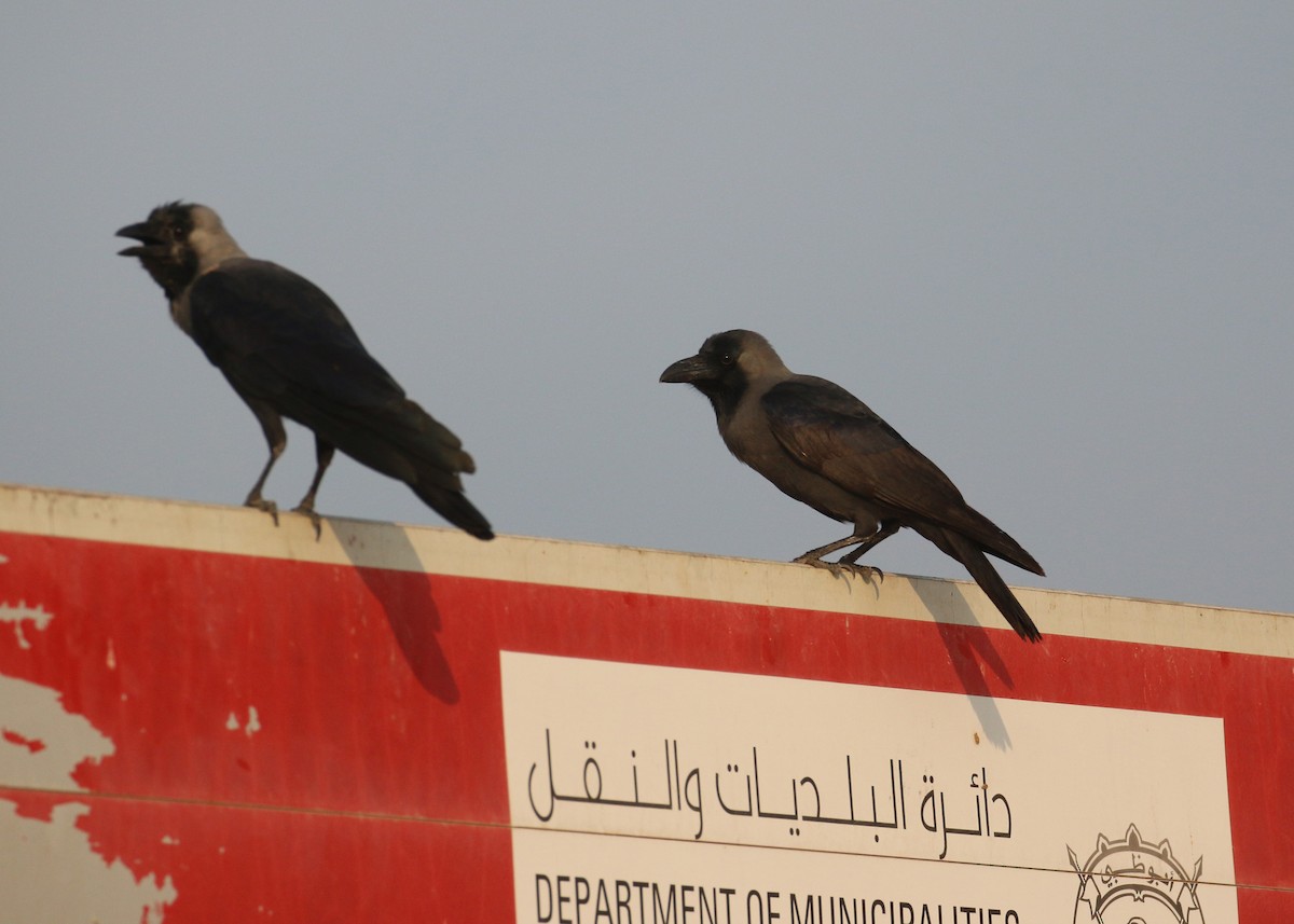 Ворона індійська - ML645442137