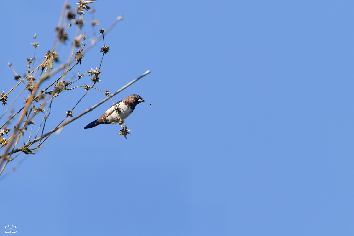 Мунія гострохвоста - ML645442138