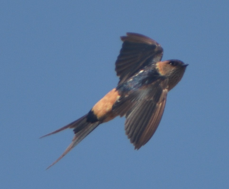 Ластівка рудопоперечна східна - ML645442139