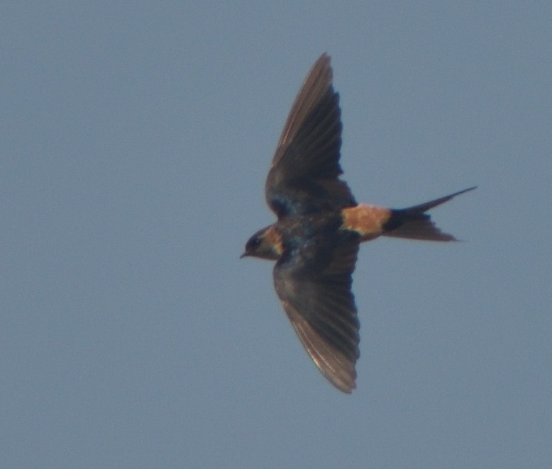 Ластівка рудопоперечна східна - ML645442140