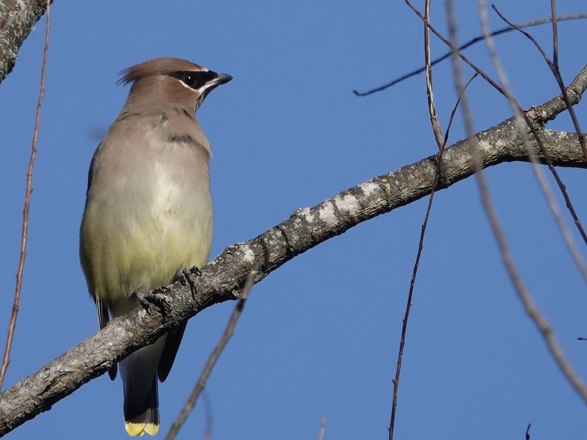 Омелюх американський - ML645442142