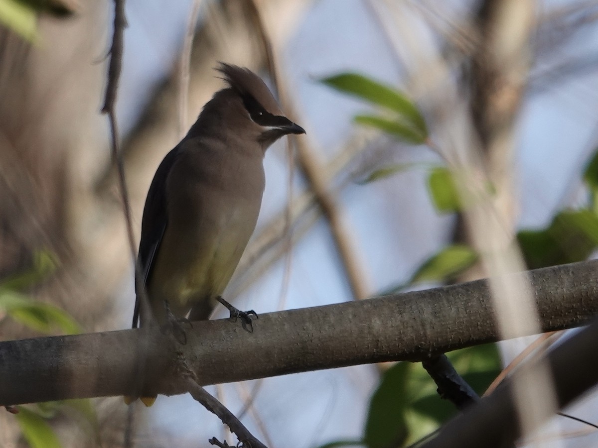 Омелюх американський - ML645442143