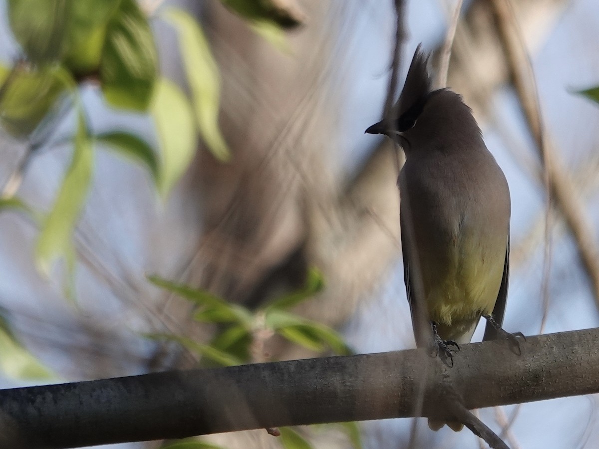 Омелюх американський - ML645442144