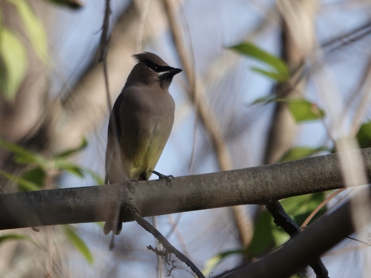 Омелюх американський - ML645442145