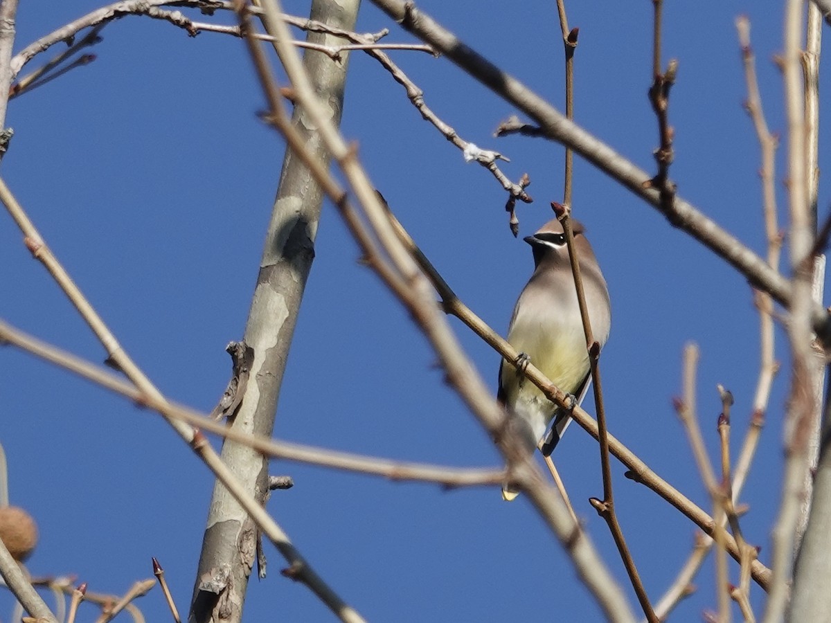 Омелюх американський - ML645442146