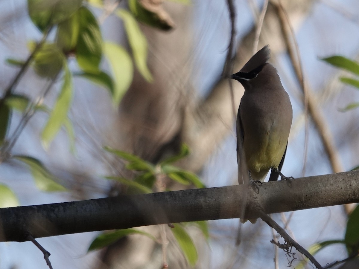 Омелюх американський - ML645442147