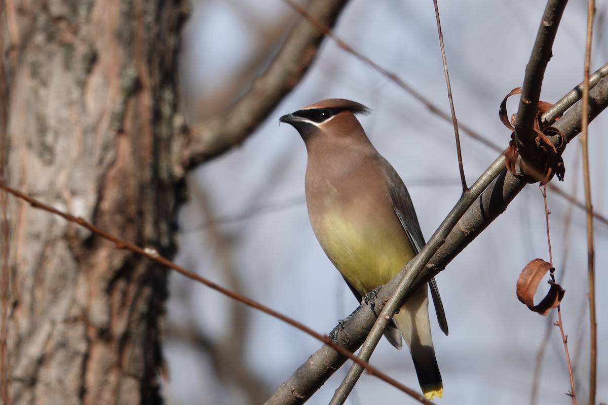 Омелюх американський - ML645442148