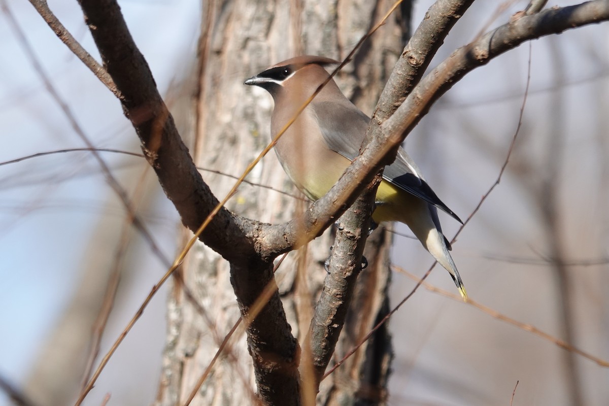 Омелюх американський - ML645442149