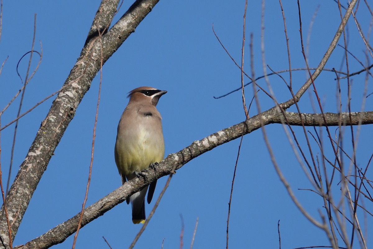 Омелюх американський - ML645442150