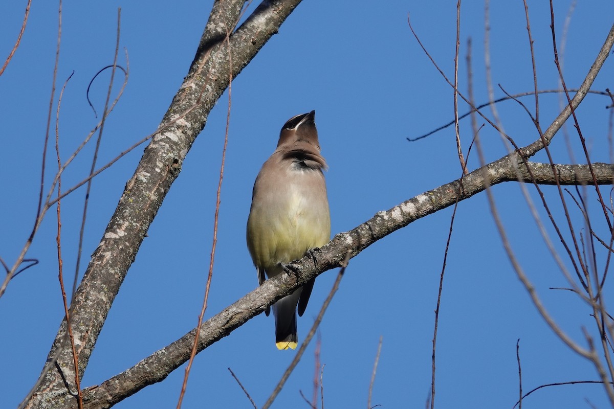 Омелюх американський - ML645442151