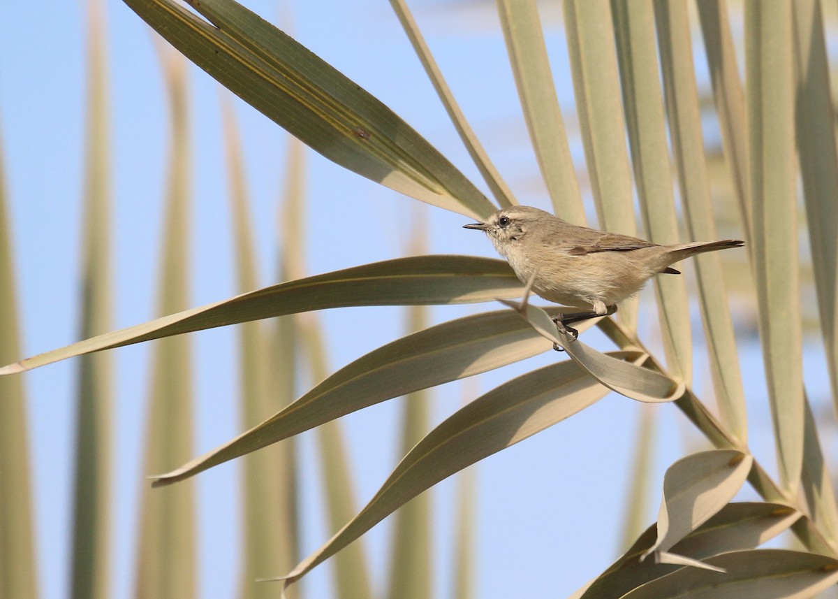 Вівчарик іранський - ML645442152