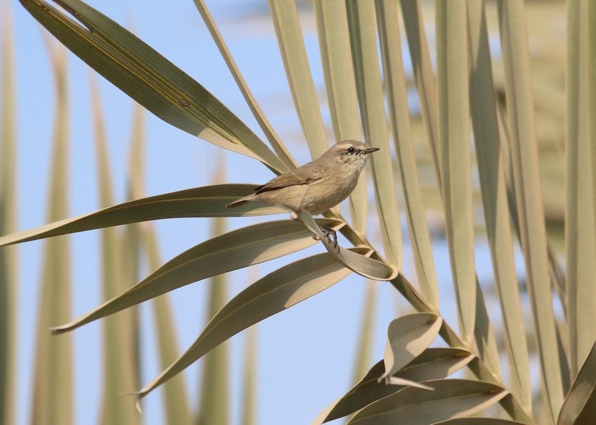 Вівчарик іранський - ML645442153