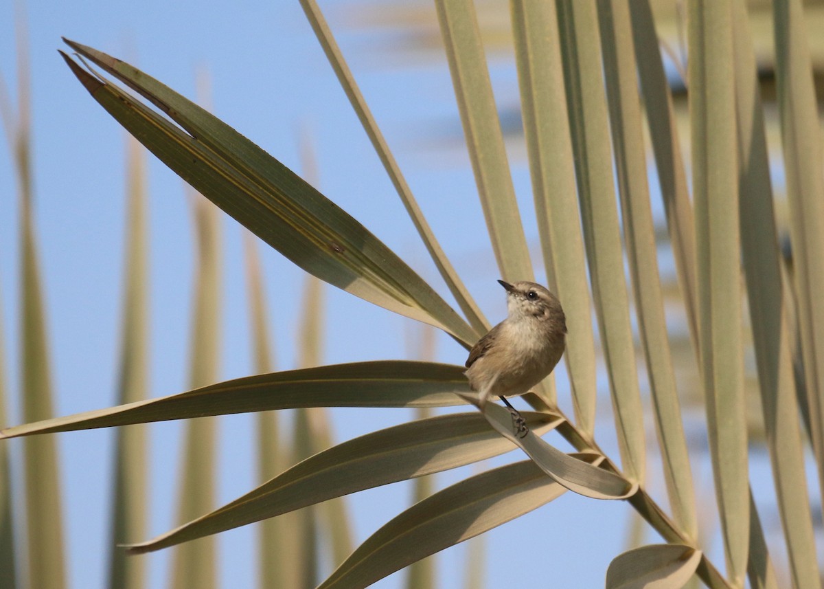 Вівчарик іранський - ML645442154