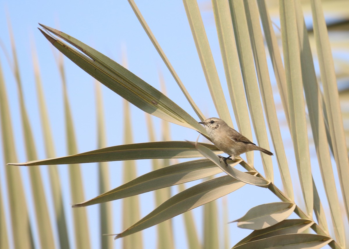 Вівчарик іранський - ML645442155