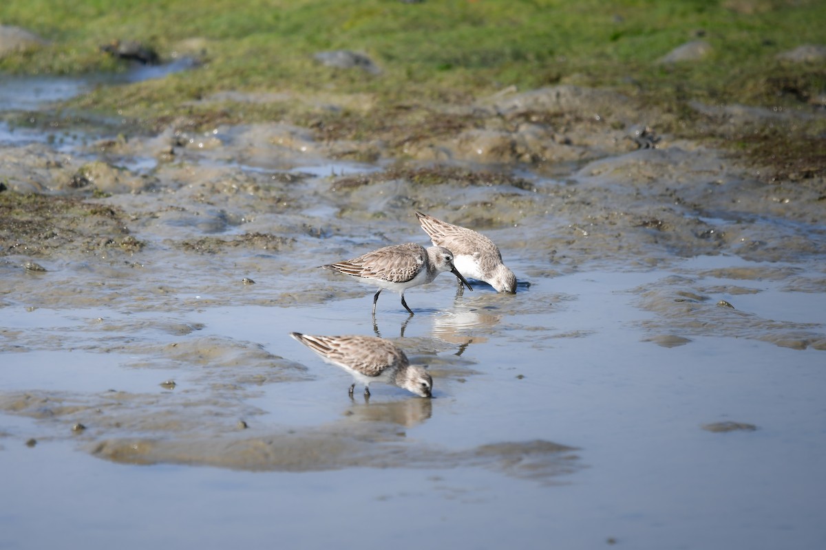 Побережник чорногрудий - ML645442156