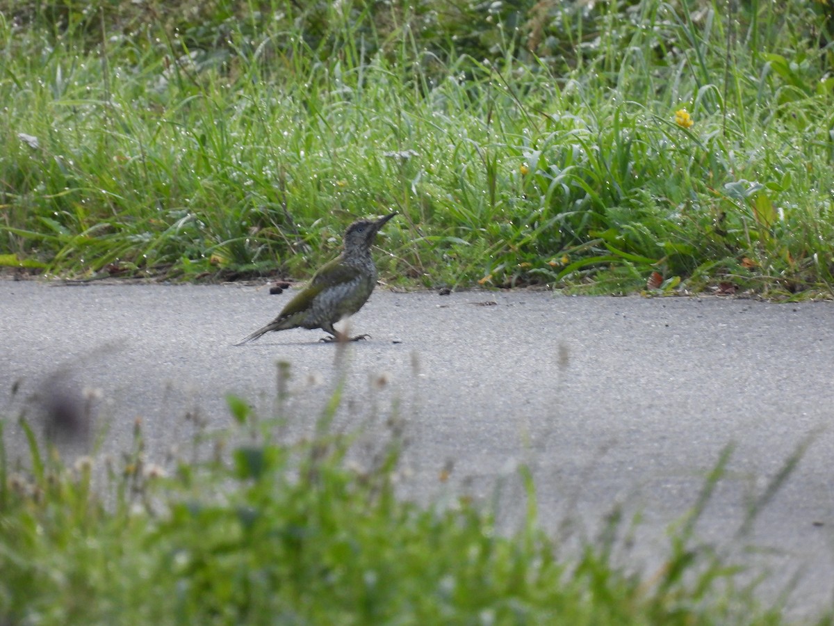 Жовна зелена - ML645442157