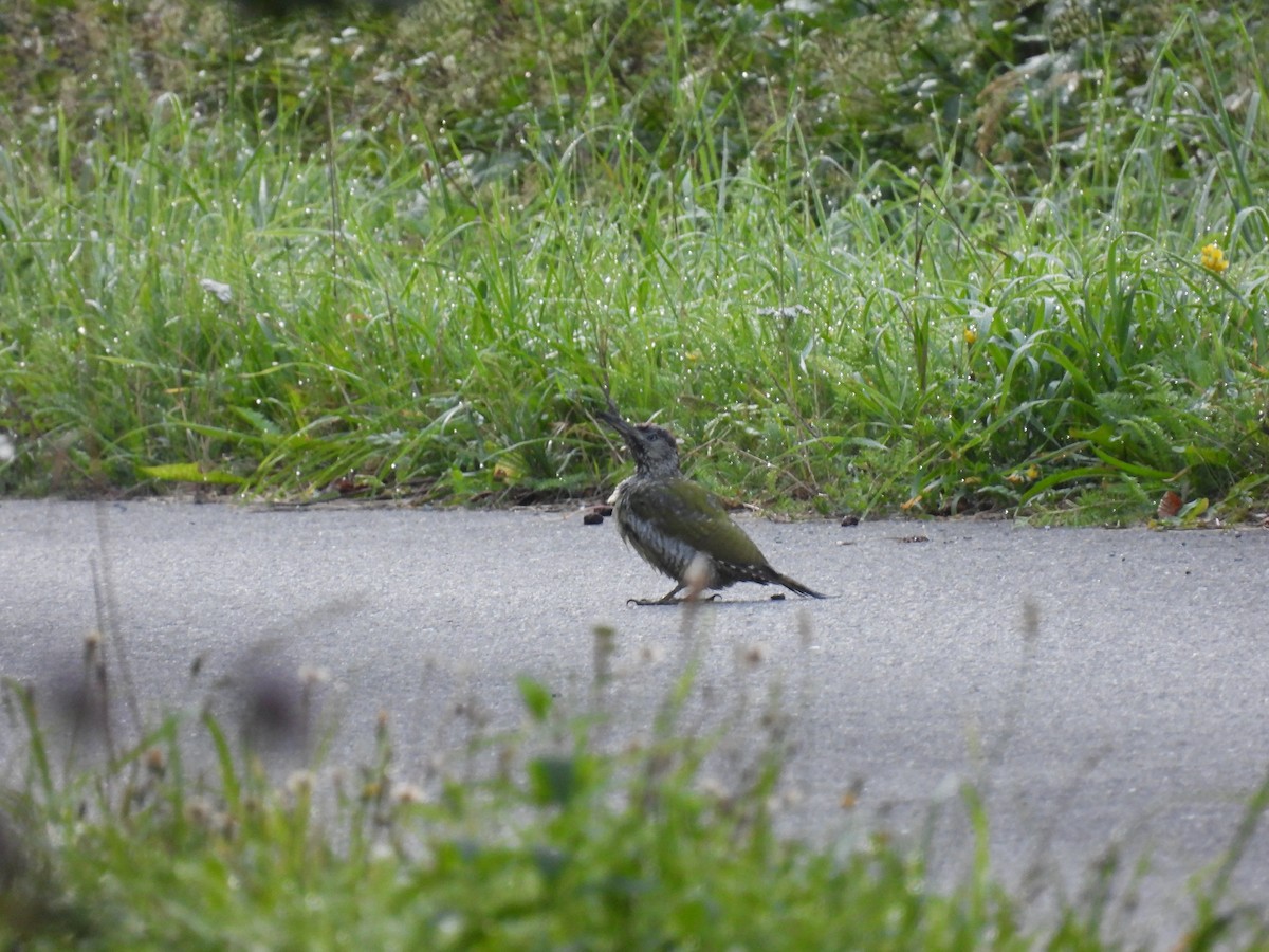 Жовна зелена - ML645442158