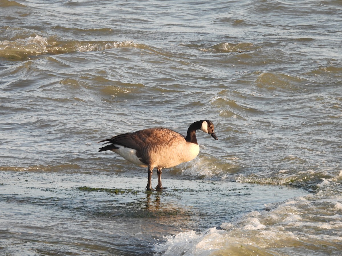 Казарка канадська - ML645442159