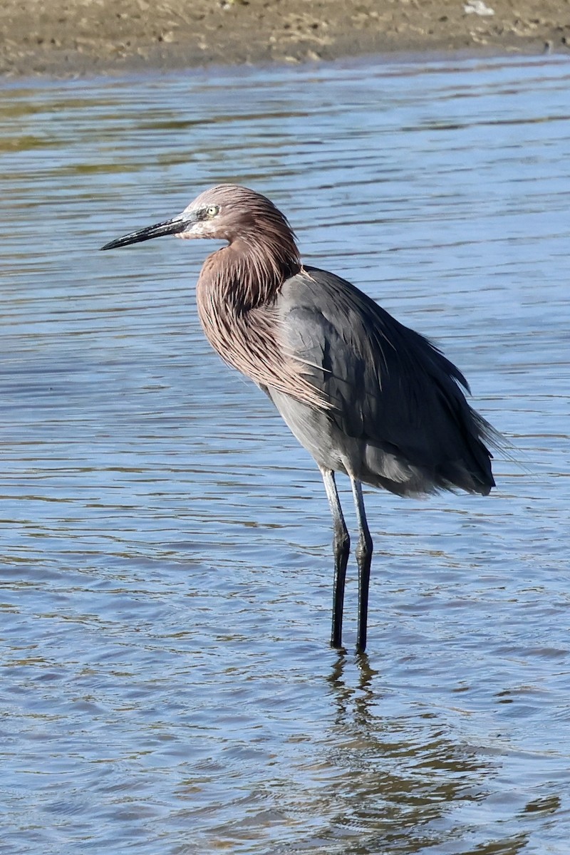Reddish Egret - ML645442185